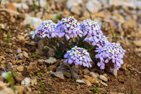 Yabani Bitki Çiçek Türü Bilimsel Adı Beris Carnosa Veya Iberis — Stok fotoğraf