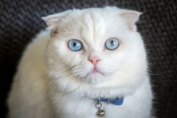 Білий Шотландський Складчастий Кіт Блакитноокий Кіт Далекий Мислительський Кіт — стокове фото