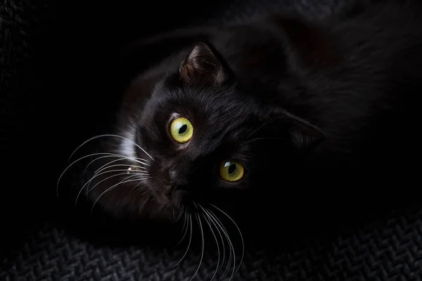 Μαύρο Σκωτσέζικο Γατάκι Ζώο Συντροφιάς — Φωτογραφία Αρχείου