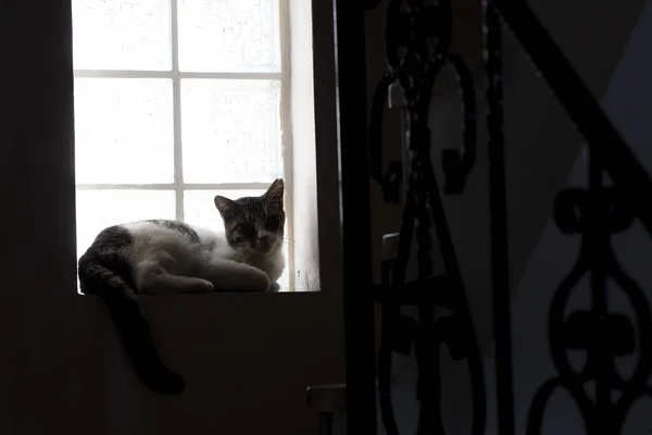 Силует Кішки Перед Вікном — стокове фото