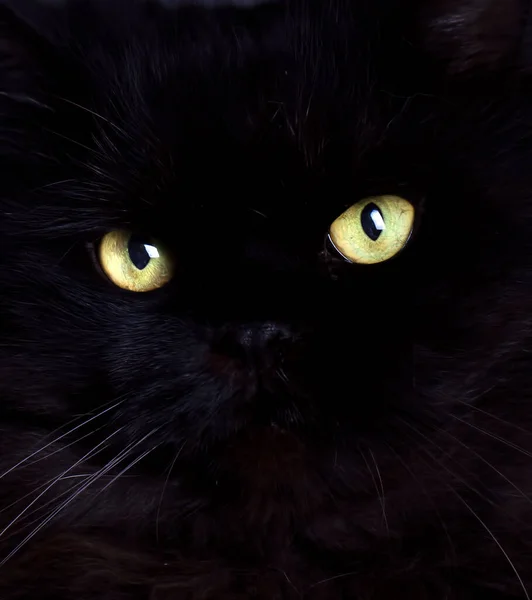 Μαύρη Γάτα Μάτια Γάτας Ζώο Συντροφιάς — Φωτογραφία Αρχείου