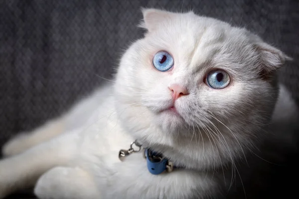 White scottish fold cat, blue-eyed cat, far away thinking cat