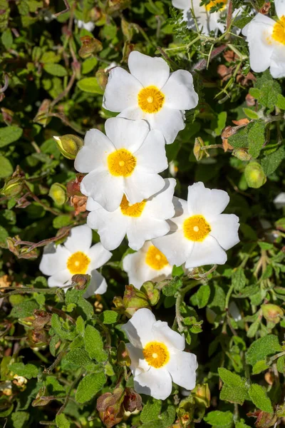 Kistaceae Familyasının Kistus Cinsini Oluşturan Beyaz Veya Pembe Çiçekli Bir — Stok fotoğraf