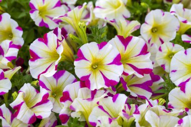 Petunia, Solanaceae familyasına ait bir bitki cinsidir..