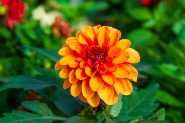 Dahlia, Asteraceae familyasının Dahlia cinsini oluşturan yaz ve sonbaharda çiçek açar. Türkçe adı: Yıldız cicegi