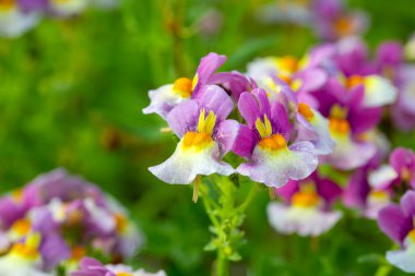 Linaria is a genus of plants belonging to the Plantaginaceae family. clipart