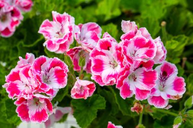 Kraliyet pelargonium çiçekleri - Pelargonium grandiflorum