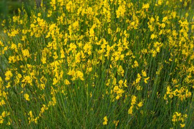 Spartium junceum, baklagiller (Fabaceae) familyasından Akdeniz 'e özgü bir çalı türüdür.).