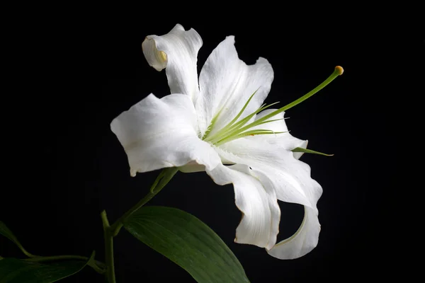 White Lilium Flower Black Background Postcard Used Background — Foto Stock