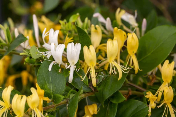 Stock image Close up group of yellow and white Honeysuckle, Lonicera etrusca