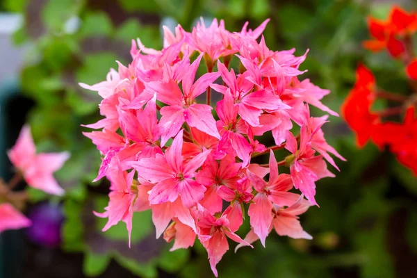 Pelargonium Snowbright Star Geranium Bloei — Stockfoto