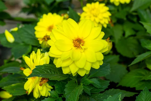 stock image Dahlia blooms in summer and autumn, forming the genus Dahlia of the Asteraceae family. Turkish name; Yildiz cicegi