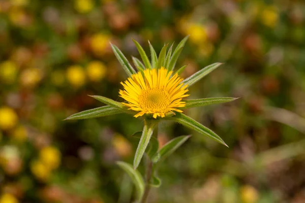 Wild Flower Scientific Name Pallenis Spinosa — Stock Photo, Image