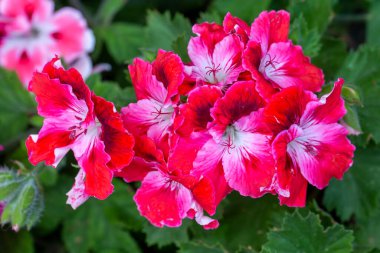 Kraliyet pelargonium çiçekleri - Pelargonium grandiflorum