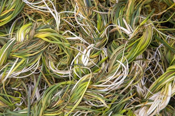 白色甜菜 凯莱多斯草本植物 是一种生长在土耳其凡省山区的植物 土耳其语名 Keledos Otu Pancar Otu — 图库照片