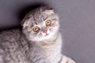 İskoç kedi yavrusu, gümüş İskoç kedisi.