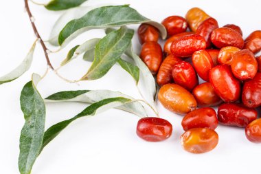 Bir demet gümüşüzümü ağacı, oleaster ya da Rus zeytini içeren taze gümüş meyveler (Elaeagnus) )