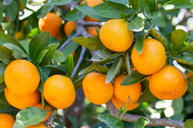 Ağaçlarda olgun mandalina portakalları. Ağacın üzerinde yeşil yapraklar olan portakal dalları, Mandalina güneşli bahçesi