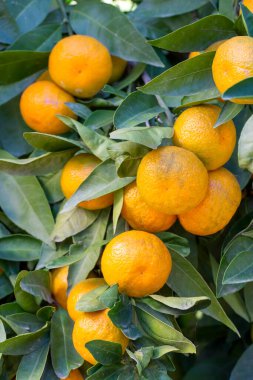 Ağaçlarda olgun mandalina portakalları. Ağacın üzerinde yeşil yapraklar olan portakal dalları, Mandalina güneşli bahçesi