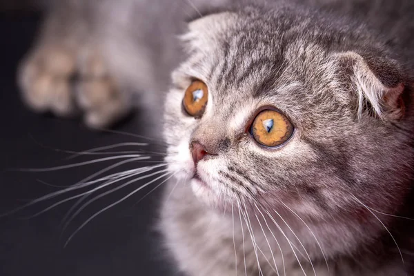 Schotse Vouw Kitten Zilveren Schotse Kat — Stockfoto
