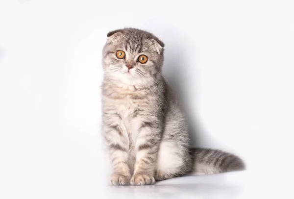 Scottish Fold Kitten Silver Scottish Cat — Stock Photo, Image