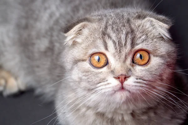 Шотландські Кошенята Срібні Коти — стокове фото