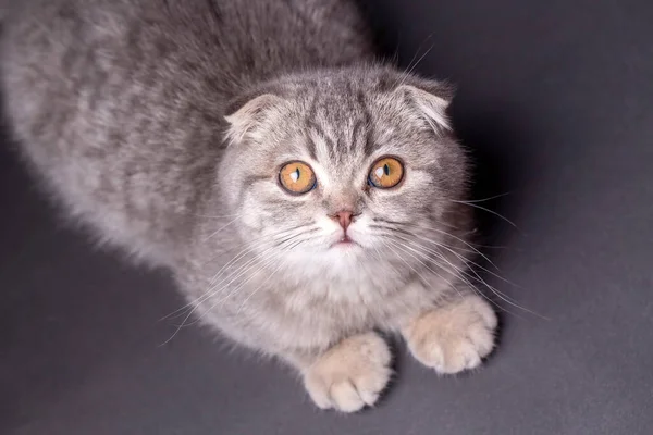 Scottish Fold Kitten Silberne Schottische Katze — Stockfoto