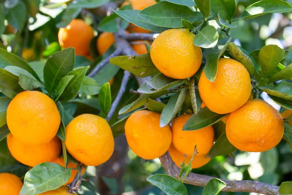 Zralé Mandarinky Stromech Pomeranče Větev Zelenými Listy Stromě Mandarinka Slunečná — Stock fotografie