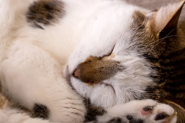Sleeping cute house cat; pet animal.