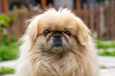 Pekin köpeği sevimli evcil hayvan