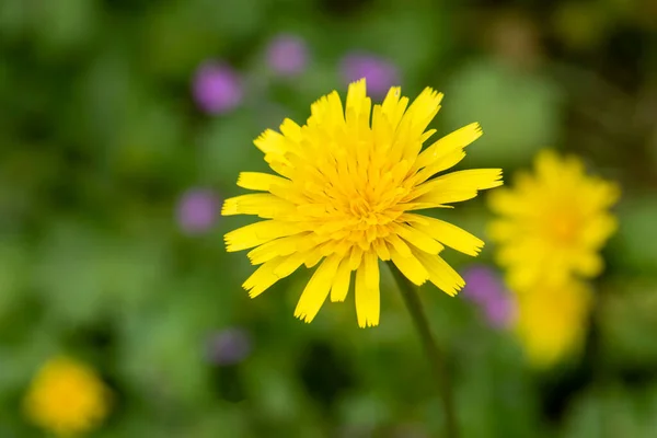 Yellow dandelion, taraxacum officinale, flower on spring meadow. Dandelion blossom in green grass on the field. Yellow summer flowers. Spring time concept with blooming dandelion