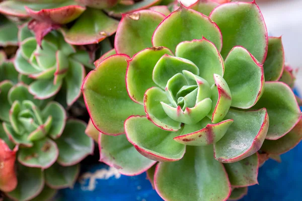 Echeveria secunda Crassulaceae bitkisi. Glaucous Echeveria