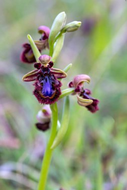 Vahşi orkide, bilimsel isim; Ophrys speculum
