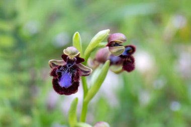 Vahşi orkide, bilimsel isim; Ophrys speculum
