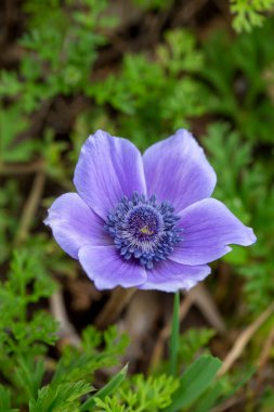 Wild plant; purple anemone flower