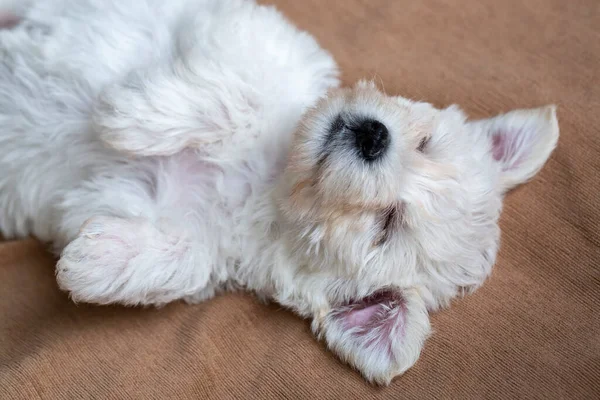 Cane Cucciolo Terrier Maltese Molto Carino Che Dorme — Foto Stock