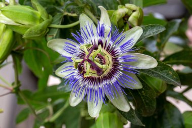 Passiflora 'yı kapatın. Tutku Çiçeği (Passiflora caerulea) yaprakları tropikal bahçede. Güzel tutku meyvesi çiçeği veya Passiflora (Passifloraceae)).