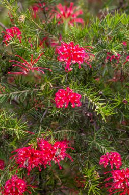 Kapat kırmızı çiçekleri ve dikenli Grevillea rosmarinifolia yapraklarını