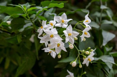 Solanum laxum, yaygın olarak patates sarmaşığı, patates tırmanıcısı ya da yasemin itüzümü olarak bilinir..