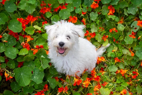 花园里花丛生的小狗狗 — 图库照片