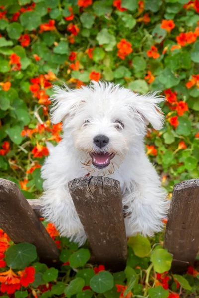Puppy terrier dog in flowers in the garden