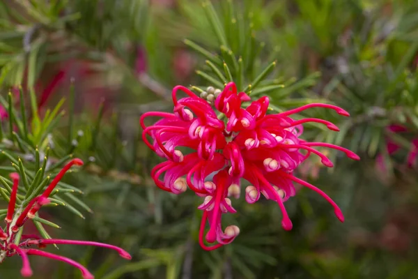 Zamknij Czerwone Kwiaty Kręcone Liście Grevillea Rosmarinifolia — Zdjęcie stockowe