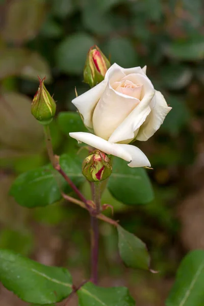 Τριαντάφυλλα Που Ανθίζουν Στον Κήπο Την Άνοιξη — Φωτογραφία Αρχείου