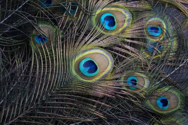 Colorful and Artistic Peacock Feathers. This is a macro photo of the arrangement of bright peacock feathers.