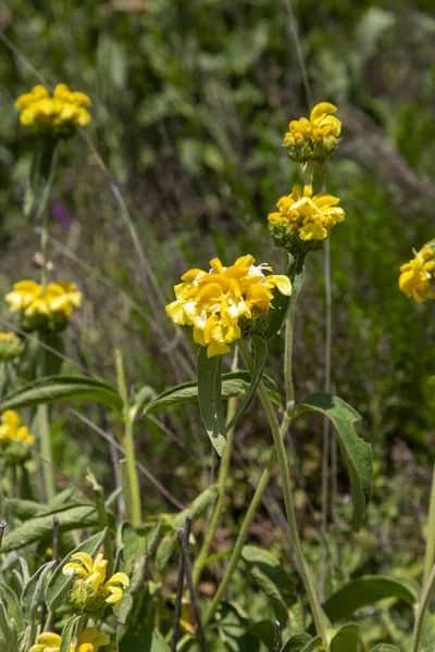 Phlomis russeliana (Türkçe: Türkçe: 