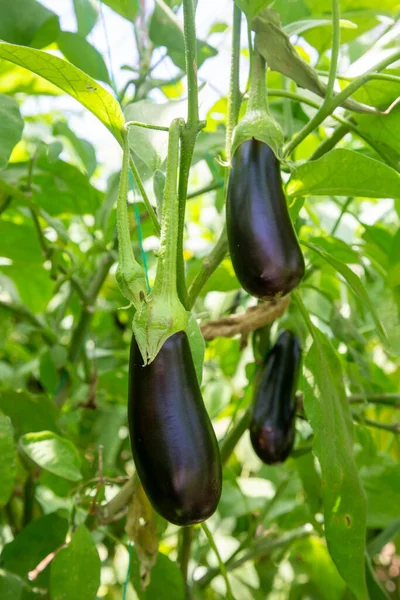 Greenhouse Eggplant Field Agriculture Turkey Antalya — Stock Photo, Image
