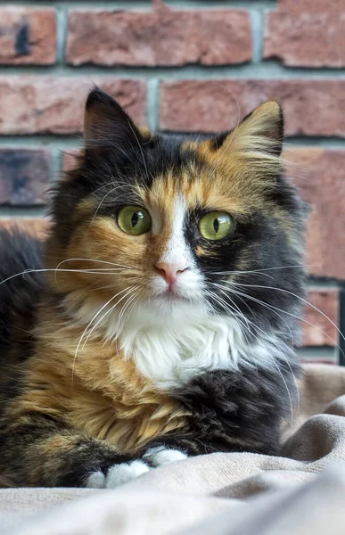Long Haired Kitten Calico Type Cat — 스톡 사진
