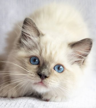 Bez bebek kedi yavrusu fotoğraf çekimi içeride. 11 haftalık oyuncak bebek yavrusu..