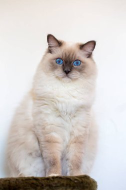 Genç, sevimli Ragdoll kedisi