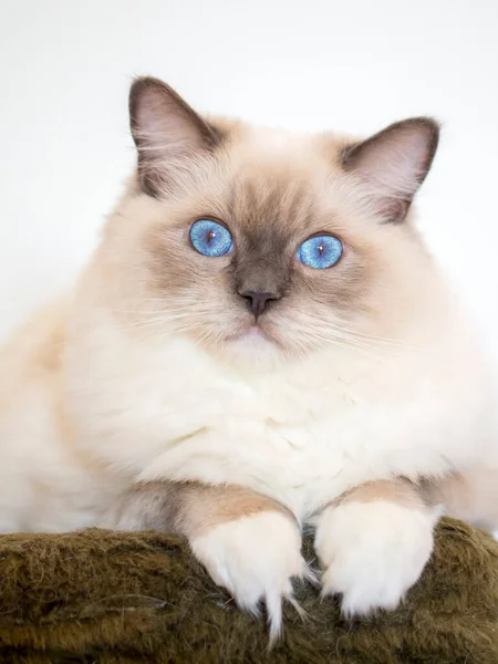 Junge Erwachsene Süß Ragdoll Katze — Stockfoto